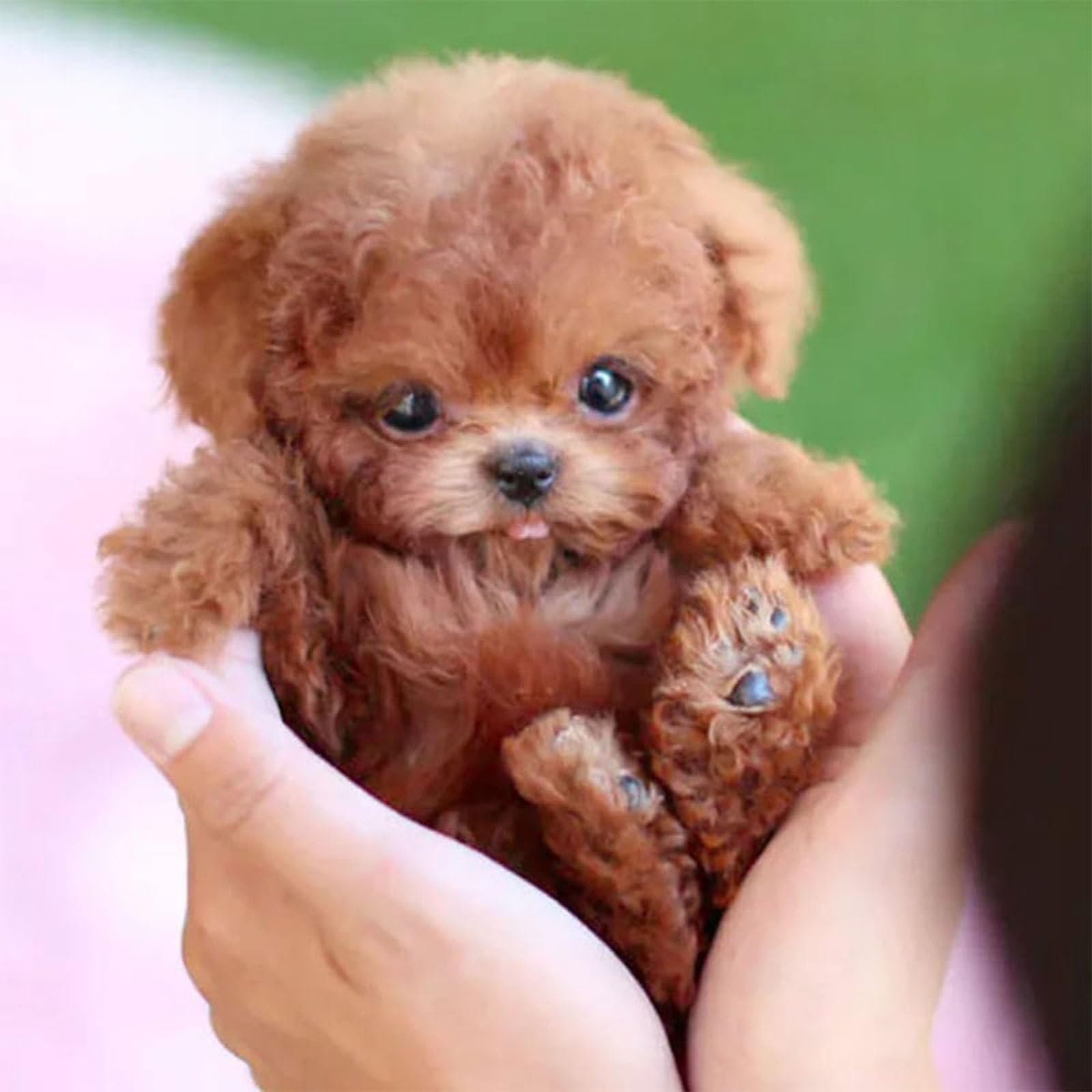2025 New Robot Dog, Robotic Puppy Toys, Realistic Smart Cotton Plush Toy Dog for Adults That Acts Like a Real Puppies Walking Barking Tail Wagging Interactive Companion (Dog B)