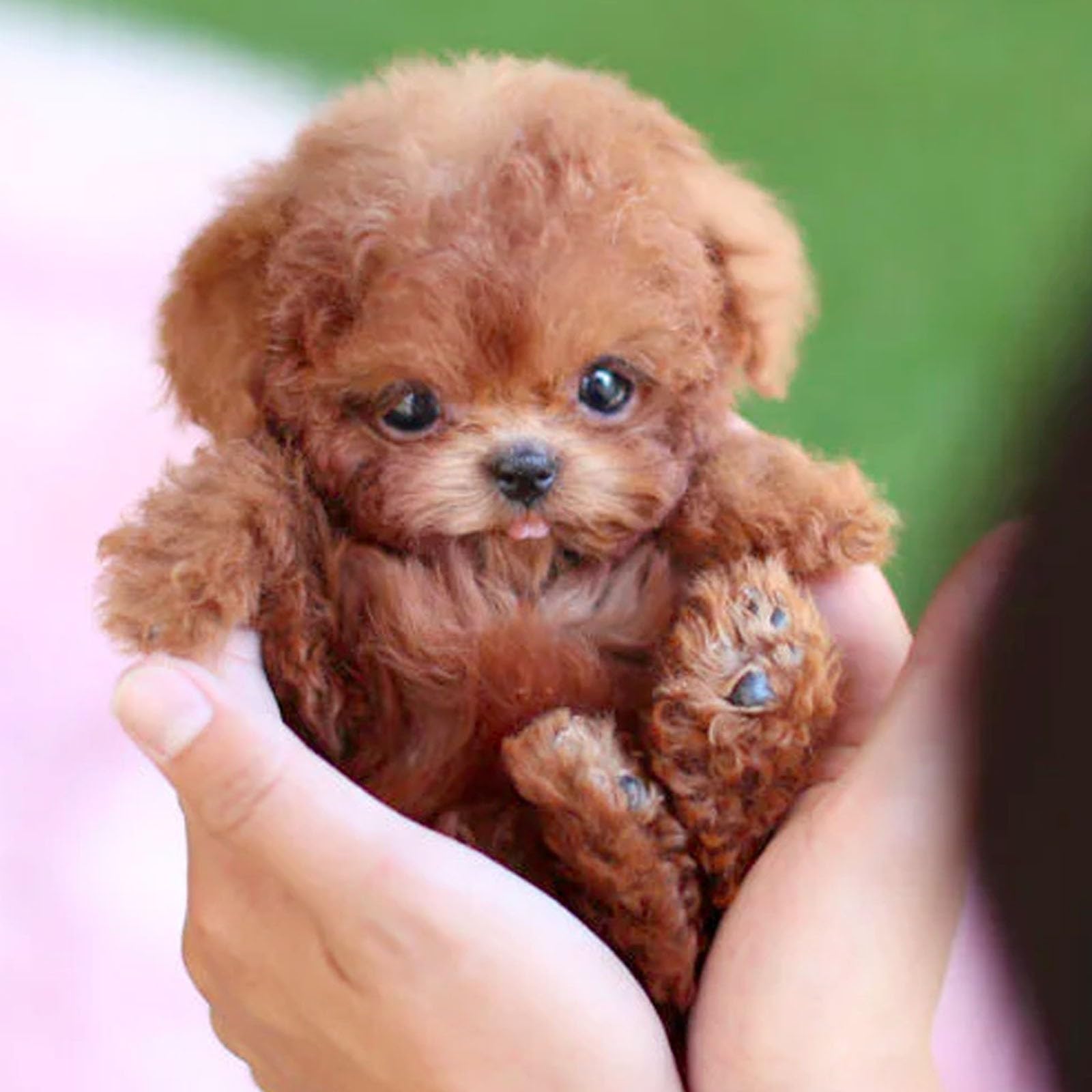 2025 New Robot Dog, Robotic Puppy Toys, Realistic Smart Cotton Plush Toy Dog for Adults That Acts Like a Real Puppies Walking Barking Tail Wagging Interactive Companion (Dog B)